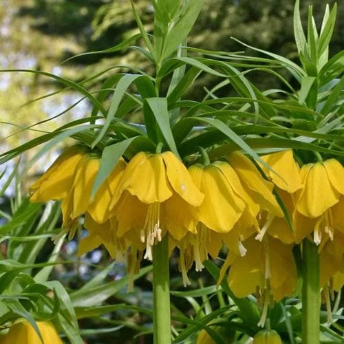 Fritillaria Imperialis Maxima Lutea 3 Fritillaria Imperialis Maxima Lutea