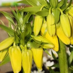 Fritillaria Imperialis Maxima Lutea 9 Fritillaria Imperialis Maxima Lutea -Fruit Garden Shop Fritillaria imperialis Lutea maxima 05