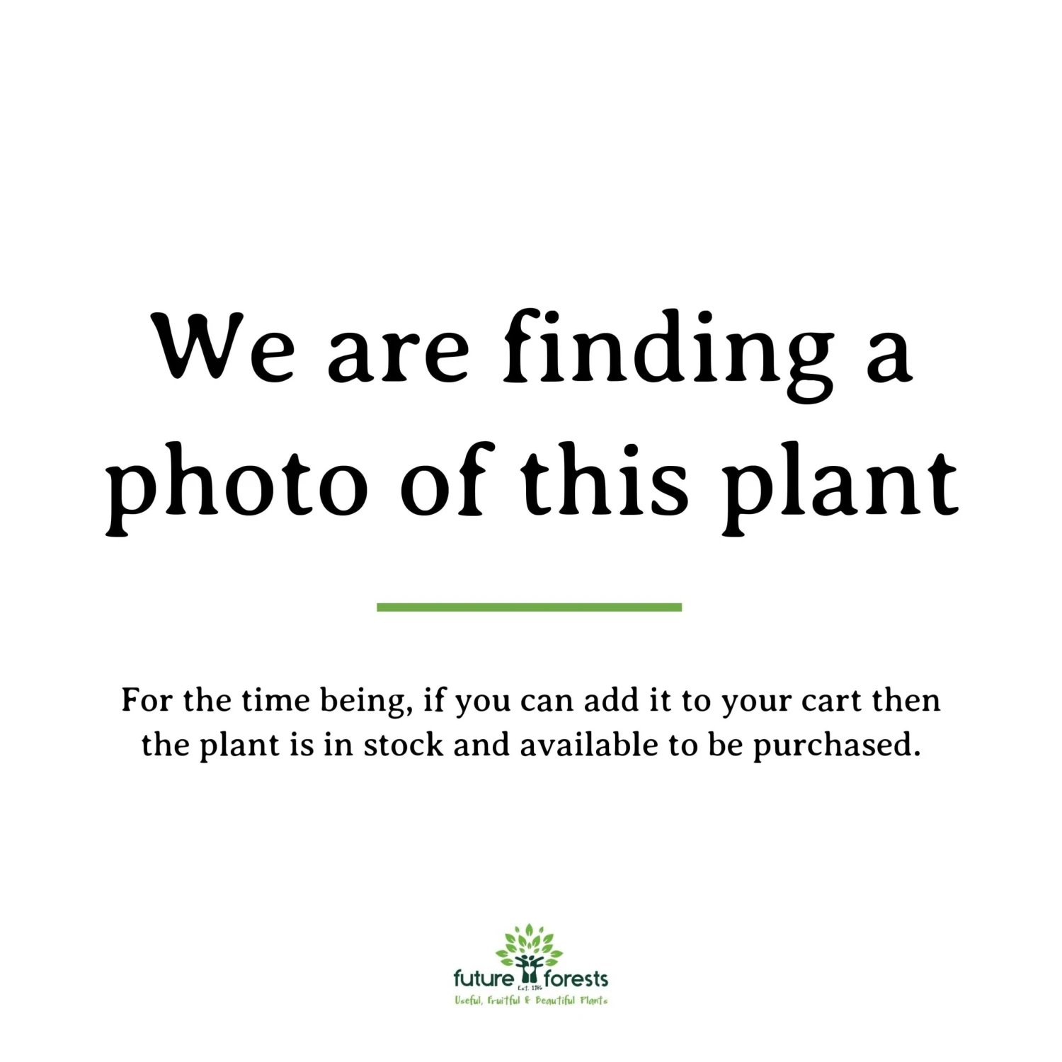 Maclura Pomifera 3 Maclura Pomifera