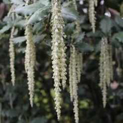 Garrya Elliptica James Roof 10 Garrya Elliptica James Roof -Fruit Garden Shop Garrya elliptica James Roof 03