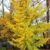 Ginkgo Biloba Princeton Sentry -Fruit Garden Shop Ginkgo biloba Princeton Sentry 01