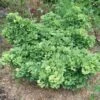 Ginkgo Biloba Troll -Fruit Garden Shop Ginkgo biloba Troll 01