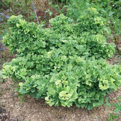 Ginkgo Biloba Troll 3 Ginkgo Biloba Troll