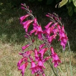 Gladiolus Communis Ssp. Byzantinus 11 Gladiolus Communis Ssp. Byzantinus -Fruit Garden Shop Gladiolus communis byzantinus 01