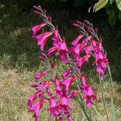 Gladiolus Communis Ssp. Byzantinus 5 Gladiolus Communis Ssp. Byzantinus - Image 3