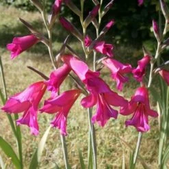 Gladiolus Communis Ssp. Byzantinus 12 Gladiolus Communis Ssp. Byzantinus -Fruit Garden Shop Gladiolus communis byzantinus 02