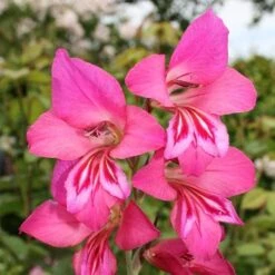 Gladiolus Communis Ssp. Byzantinus