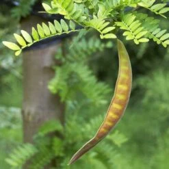 Gleditsia Tri Sunburst -Fruit Garden Shop Gleditsia tri Sunburst 05