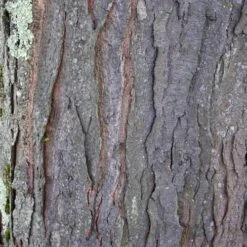 Gleditsia Tri Sunburst -Fruit Garden Shop Gleditsia tri Sunburst 08