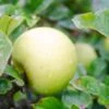 Apple Golden Noble -Fruit Garden Shop Golden Noble A01