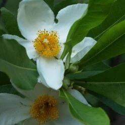 X Gordlinia Grandiflora -Fruit Garden Shop Gordlinia grandiflora 04