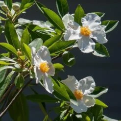 X Gordlinia Grandiflora -Fruit Garden Shop Gordlinia grandiflora 06