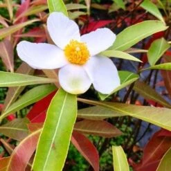 X Gordlinia Grandiflora -Fruit Garden Shop Gordlinia grandiflora 07