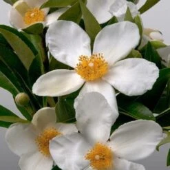 X Gordlinia Grandiflora -Fruit Garden Shop Gordlinia grandiflora 08