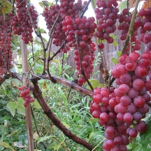 Grape Vanessa - Indoor Or Outdoor Almost Seedless 3 Grape Vanessa - Indoor Or Outdoor Almost Seedless