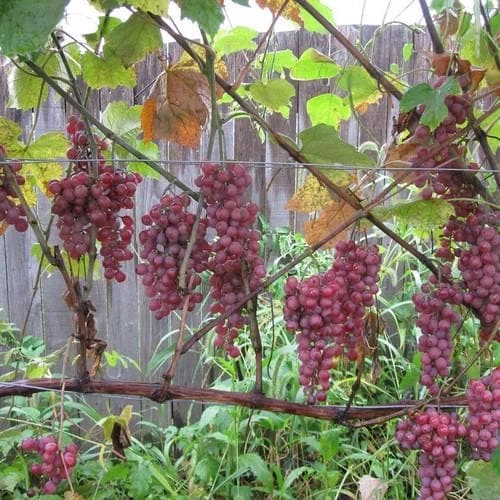 Grape Vanessa - Indoor Or Outdoor Almost Seedless 4 Grape Vanessa - Indoor Or Outdoor Almost Seedless - Image 2