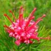 Grevillea Rosmarinifolia Canberra Gem 1 Grevillea Rosmarinifolia Canberra Gem -Fruit Garden Shop Grevillea Canberra Gem 02