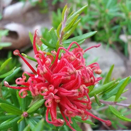 Grevillea Rosmarinifolia Canberra Gem 5 Grevillea Rosmarinifolia Canberra Gem - Image 3