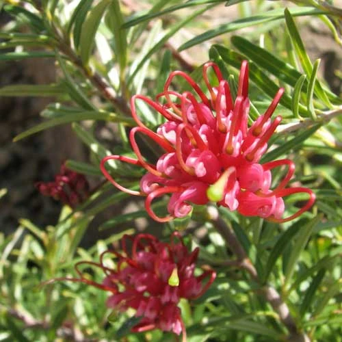 Grevillea Rosmarinifolia Canberra Gem 6 Grevillea Rosmarinifolia Canberra Gem - Image 4