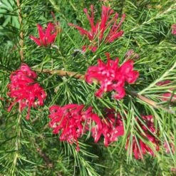 Grevillea Rosmarinifolia Canberra Gem 17 Grevillea Rosmarinifolia Canberra Gem -Fruit Garden Shop Grevillea Canberra Gem 08