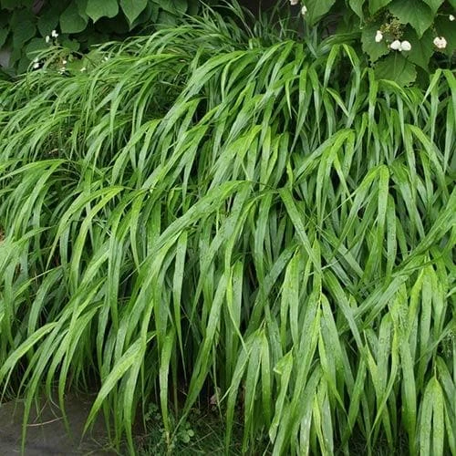 Hakonechloa Macra 3 Hakonechloa Macra