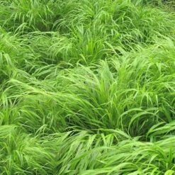 Hakonechloa Macra 8 Hakonechloa Macra -Fruit Garden Shop Hakonechloa macra 03