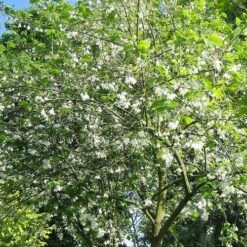 Halesia Carolina - Snowdrop Tree 8 Halesia Carolina - Snowdrop Tree -Fruit Garden Shop Halesia carolina 01