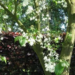 Halesia Carolina - Snowdrop Tree 9 Halesia Carolina - Snowdrop Tree -Fruit Garden Shop Halesia carolina 02