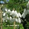 Halesia Carolina - Snowdrop Tree 2 Halesia Carolina - Snowdrop Tree -Fruit Garden Shop Halesia carolina 03