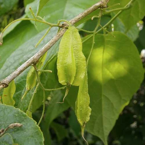 Halesia Carolina - Snowdrop Tree 6 Halesia Carolina - Snowdrop Tree - Image 4