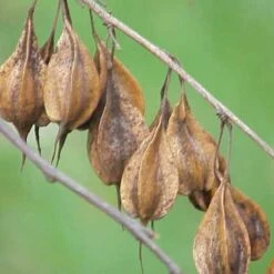 Halesia Carolina - Snowdrop Tree 11 Halesia Carolina - Snowdrop Tree -Fruit Garden Shop Halesia carolina 05