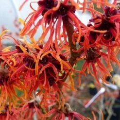 Hamamelis X Intermedia Jelena -Fruit Garden Shop Hamamelis int Jelena 02