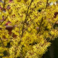 Hamamelis X Intermedia Arnold Promise -Fruit Garden Shop Hamamelis intermedia Arnold Promise 03