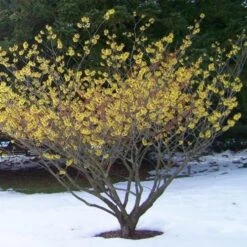 Hamamelis X Intermedia Arnold Promise -Fruit Garden Shop Hamamelis intermedia Arnold Promise 04
