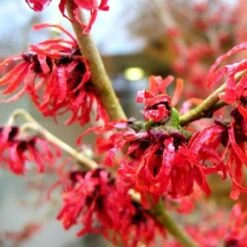 Hamamelis X Intermedia Diane -Fruit Garden Shop Hamamelis intermedia Diane 05