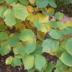Hamamelis X Intermedia Diane -Fruit Garden Shop Hamamelis intermedia Diane 06