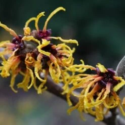 Hamamelis X Intermedia Orange Beauty -Fruit Garden Shop Hamamelis x intermedia Orange Beauty 2