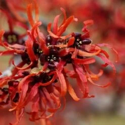 Hamamelis X Intermedia Orange Beauty -Fruit Garden Shop Hamamelis x intermedia Orange Beauty 3
