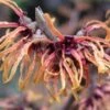 Hamamelis X Intermedia Orange Beauty -Fruit Garden Shop Hamamelis x intermedia Orange Beauty 4