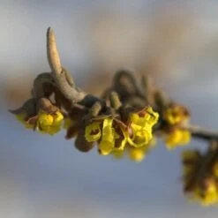 Hamamelis X Intermedia Pallida -Fruit Garden Shop Hamamelis x intermedia Pallida 02