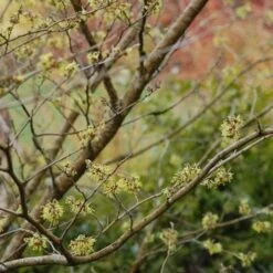 Hamamelis X Intermedia Pallida -Fruit Garden Shop Hamamelis x intermedia Pallida 03