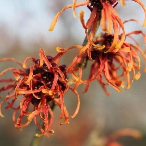 Hamamelis X Intermedia Ruby Glow 4 Hamamelis X Intermedia Ruby Glow - Image 2