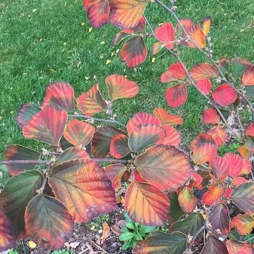 Hamamelis X Intermedia Ruby Glow 5 Hamamelis X Intermedia Ruby Glow - Image 3