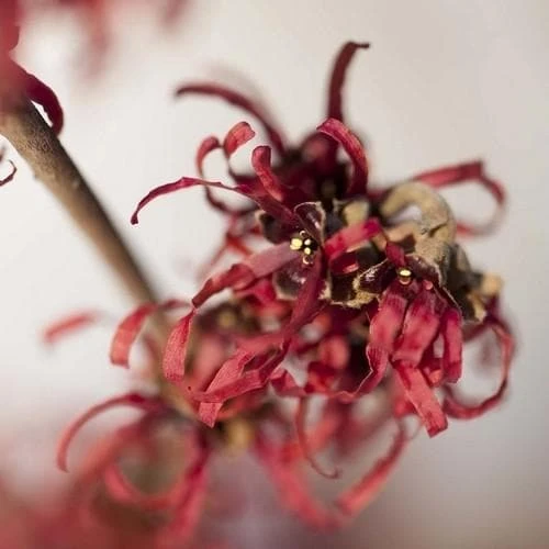 Hamamelis X Intermedia Ruby Glow 6 Hamamelis X Intermedia Ruby Glow - Image 4