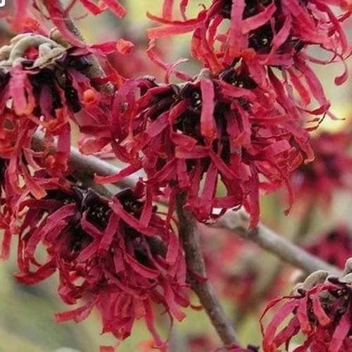 Hamamelis X Intermedia Ruby Glow 3 Hamamelis X Intermedia Ruby Glow