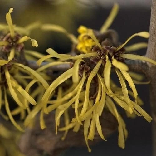 Hamamelis X Intermedia Westerstede 4 Hamamelis X Intermedia Westerstede - Image 2