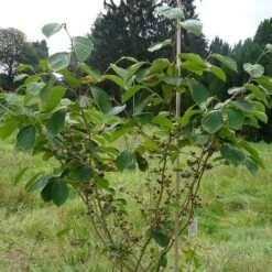 Hamamelis X Intermedia Westerstede 8 Hamamelis X Intermedia Westerstede -Fruit Garden Shop Hamamelis x intermedia Westerstede 3