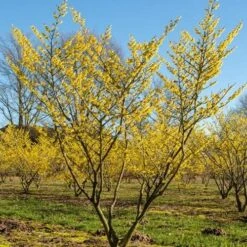 Hamamelis X Intermedia Westerstede 9 Hamamelis X Intermedia Westerstede -Fruit Garden Shop Hamamelis x intermedia Westerstede 4