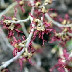 Hamamelis X Intermedia Birgit -Fruit Garden Shop Hamamelisint. Birgit 03