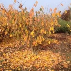 Hamamelis X Intermedia Birgit -Fruit Garden Shop Hamamelisint. Birgit 04